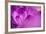 Purple Flower Study-István Nagy-Framed Photographic Print