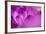 Purple Flower Study-István Nagy-Framed Photographic Print