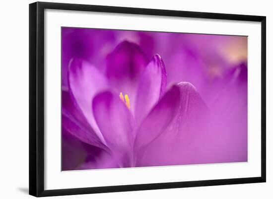 Purple Flower Study-István Nagy-Framed Photographic Print