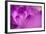 Purple Flower Study-István Nagy-Framed Photographic Print