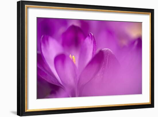 Purple Flower Study-István Nagy-Framed Photographic Print