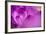 Purple Flower Study-István Nagy-Framed Photographic Print