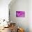 Purple Flower Study-István Nagy-Photographic Print displayed on a wall