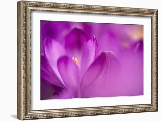 Purple Flower Study-István Nagy-Framed Photographic Print