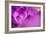 Purple Flower Study-István Nagy-Framed Photographic Print