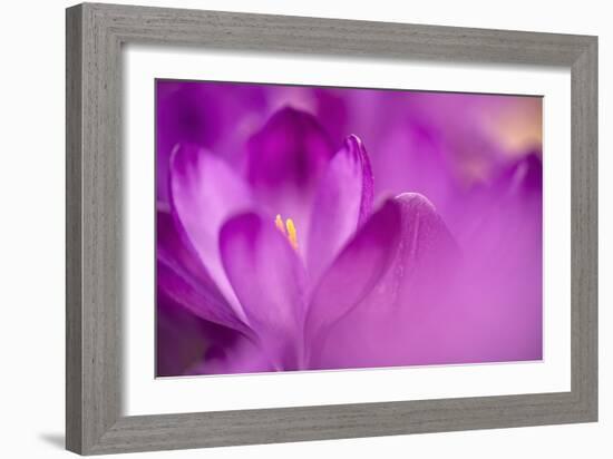 Purple Flower Study-István Nagy-Framed Photographic Print