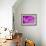 Purple Flower Study-István Nagy-Framed Photographic Print displayed on a wall