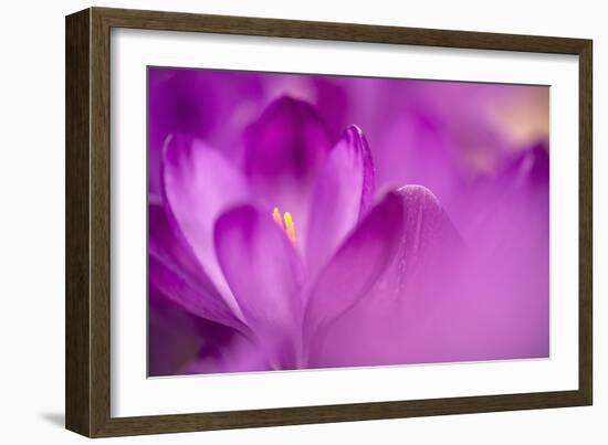 Purple Flower Study-István Nagy-Framed Photographic Print