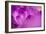 Purple Flower Study-István Nagy-Framed Photographic Print