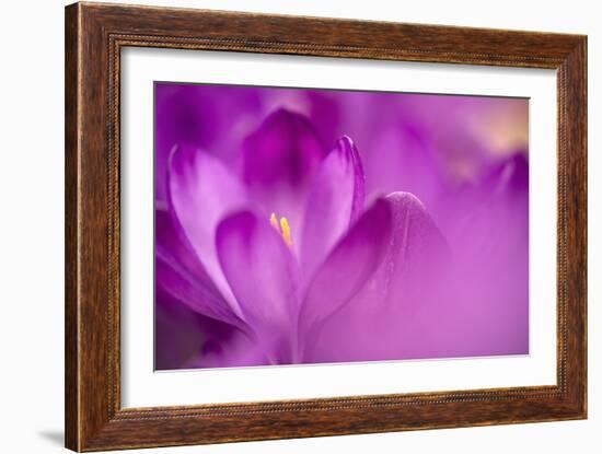 Purple Flower Study-István Nagy-Framed Photographic Print