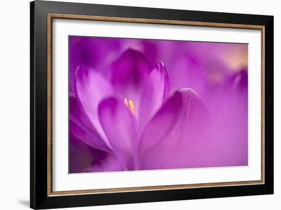 Purple Flower Study-István Nagy-Framed Photographic Print