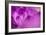 Purple Flower Study-István Nagy-Framed Photographic Print