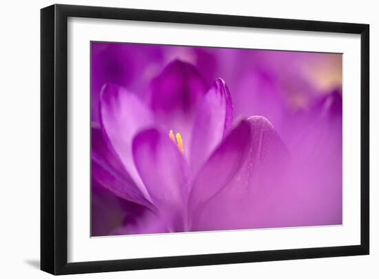Purple Flower Study-István Nagy-Framed Photographic Print