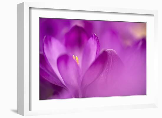 Purple Flower Study-István Nagy-Framed Photographic Print