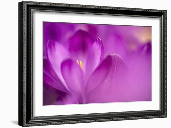 Purple Flower Study-István Nagy-Framed Photographic Print