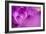 Purple Flower Study-István Nagy-Framed Photographic Print