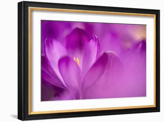 Purple Flower Study-István Nagy-Framed Photographic Print