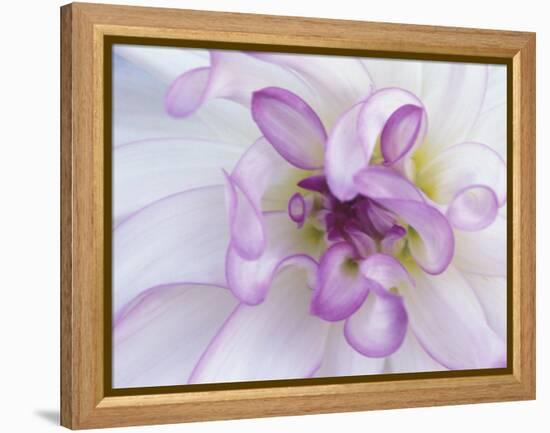 Purple Flower-Michele Westmorland-Framed Premier Image Canvas