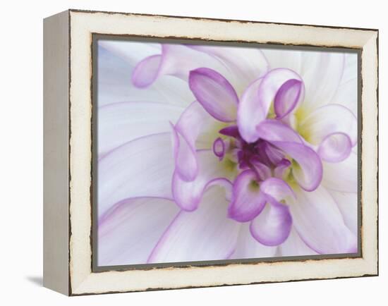 Purple Flower-Michele Westmorland-Framed Premier Image Canvas