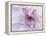 Purple Flower-Michele Westmorland-Framed Premier Image Canvas