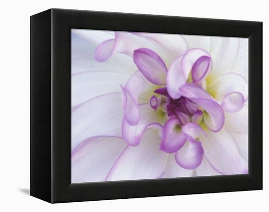 Purple Flower-Michele Westmorland-Framed Premier Image Canvas