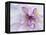 Purple Flower-Michele Westmorland-Framed Premier Image Canvas