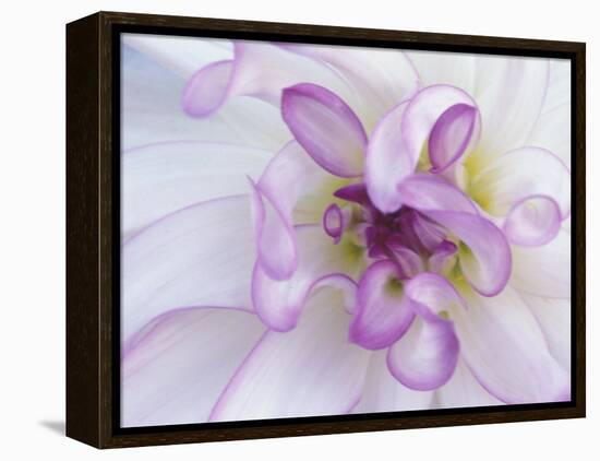 Purple Flower-Michele Westmorland-Framed Premier Image Canvas