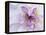 Purple Flower-Michele Westmorland-Framed Premier Image Canvas