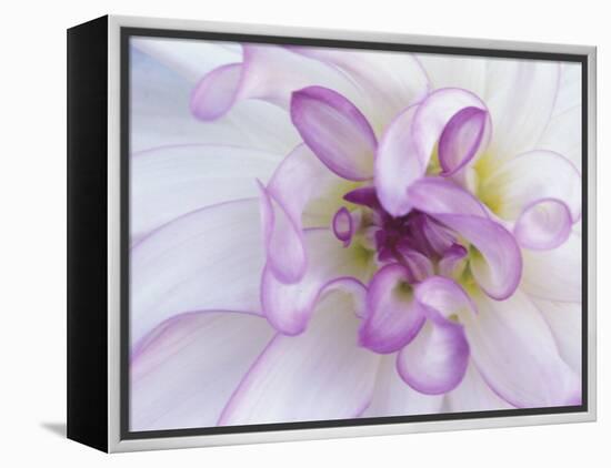 Purple Flower-Michele Westmorland-Framed Premier Image Canvas