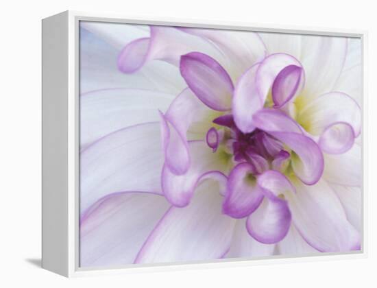 Purple Flower-Michele Westmorland-Framed Premier Image Canvas