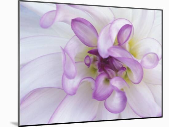 Purple Flower-Michele Westmorland-Mounted Photographic Print