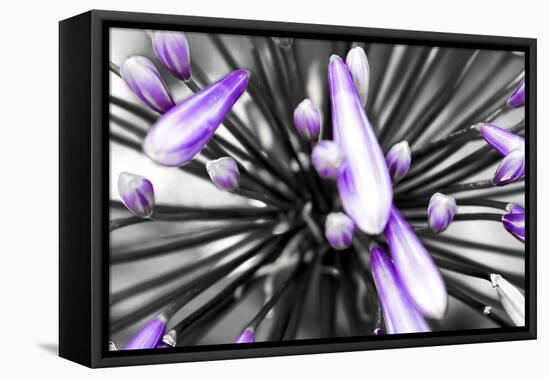 Purple Flower-PhotoINC-Framed Premier Image Canvas