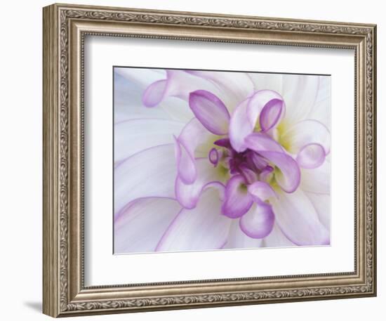 Purple Flower-Michele Westmorland-Framed Photographic Print