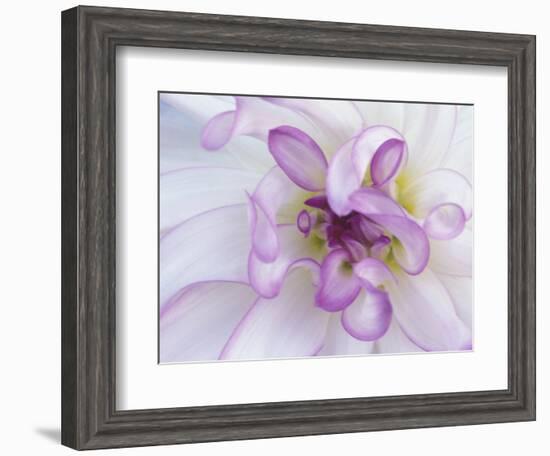 Purple Flower-Michele Westmorland-Framed Photographic Print