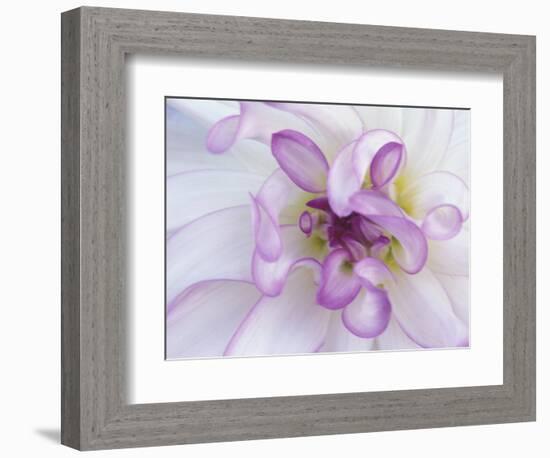 Purple Flower-Michele Westmorland-Framed Photographic Print