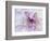 Purple Flower-Michele Westmorland-Framed Photographic Print