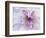 Purple Flower-Michele Westmorland-Framed Photographic Print