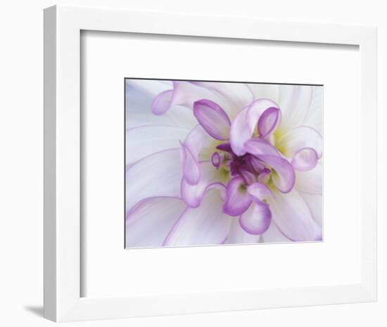 Purple Flower-Michele Westmorland-Framed Photographic Print