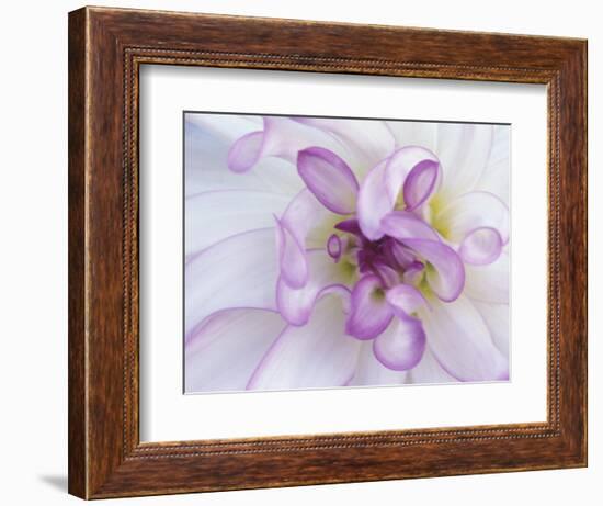 Purple Flower-Michele Westmorland-Framed Photographic Print