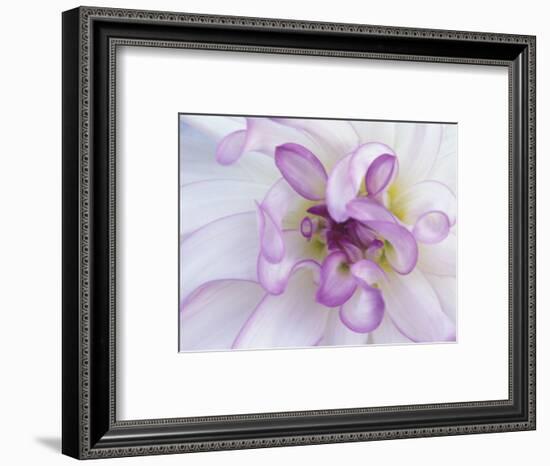 Purple Flower-Michele Westmorland-Framed Photographic Print