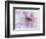 Purple Flower-Michele Westmorland-Framed Photographic Print