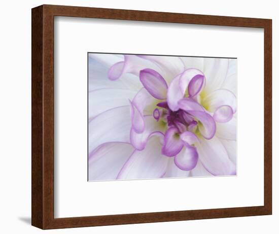 Purple Flower-Michele Westmorland-Framed Photographic Print