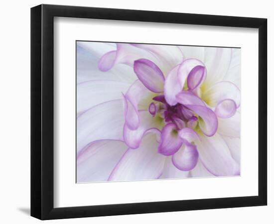 Purple Flower-Michele Westmorland-Framed Photographic Print