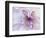 Purple Flower-Michele Westmorland-Framed Photographic Print