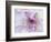 Purple Flower-Michele Westmorland-Framed Photographic Print