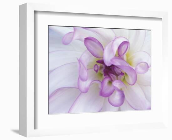 Purple Flower-Michele Westmorland-Framed Photographic Print