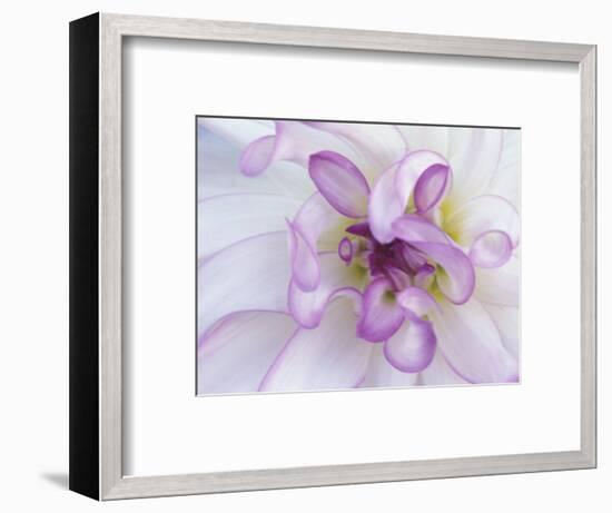 Purple Flower-Michele Westmorland-Framed Photographic Print