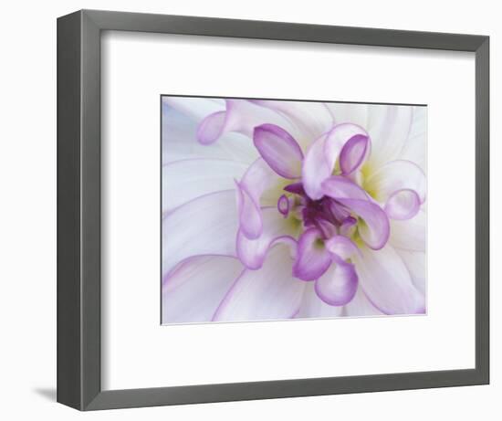 Purple Flower-Michele Westmorland-Framed Photographic Print