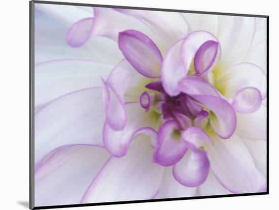 Purple Flower-Michele Westmorland-Mounted Photographic Print