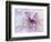 Purple Flower-Michele Westmorland-Framed Photographic Print